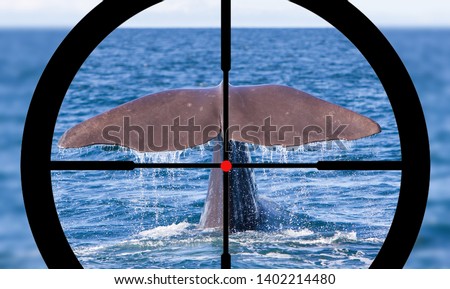 Hunting a Sperm Whale in the Atlantic ocean