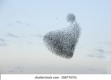 Hunting the starlings