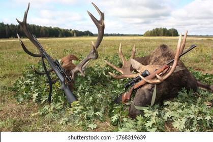 Hunting Trophies Of Elk And Deer With Weapons After The Hunt. Trophies Of Red Deer And European Elk In The Traditional Layout In Oak Leaves After Hunting The Roar. 