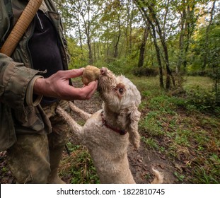 Hunting truffles, a dog just found a rare white truffle in autumn forest. Delicious food