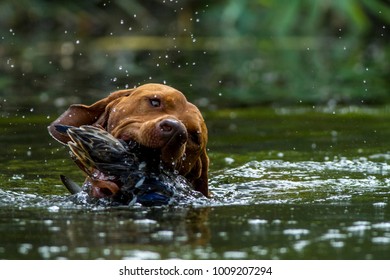 Hunting Vizsla In The Water