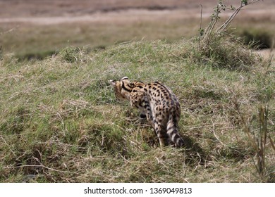 Hunting Wildcat, Serengeti, Tanzania