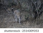 Hunting young Leopard in Kenya during night time 