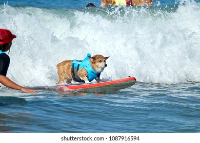 167 Corgi Surf Images, Stock Photos & Vectors | Shutterstock