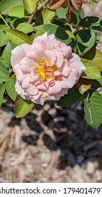 Huntington Park Rose Garden. Newport News, VA