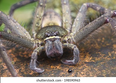 Huntsman Spider