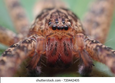 Huntsman Spider