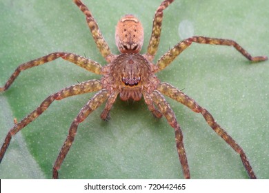 Huntsman Spider