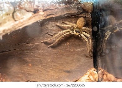 Huntsman Spider Against The Wall In Australia Home