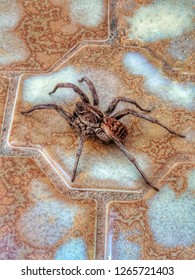 Huntsman Spider Australia