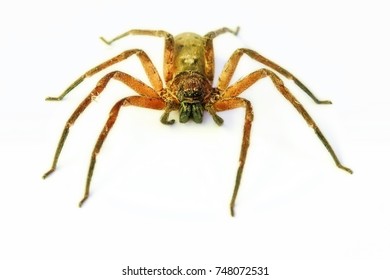 Huntsman Spider In Australia 