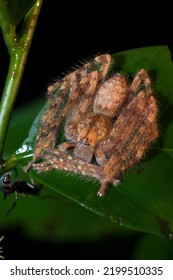 Huntsman Spider In The Danum Valley Of Borneo