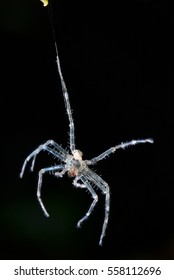 Huntsman Spider Exoskeleton Abandoned Hanging In The Dark