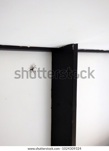 Huntsman Spider Jumping On Ceiling House Stock Image