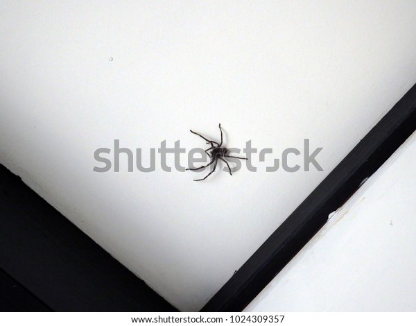 Huntsman Spider Jumping On Ceiling House Stock Photo Edit