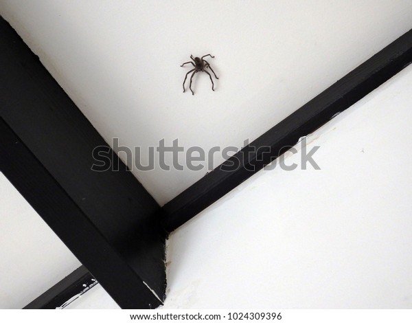 Huntsman Spider Jumping On Ceiling House Stock Photo Edit