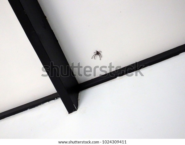 Huntsman Spider Jumping On Ceiling House Stock Photo Edit Now