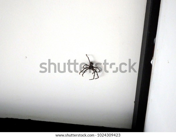 Huntsman Spider Jumping On Ceiling House Stock Photo Edit