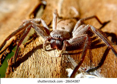 Huntsman Spider Native To Australia