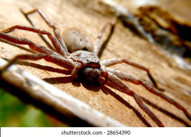 Huntsman Spider Native To Australia