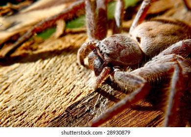 Huntsman Spider, Native To Australia