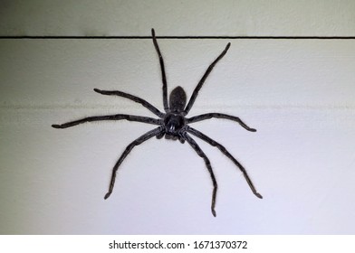 Huntsman Spider At Night, South Australia