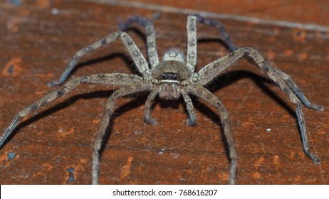 Bilder Stockfotos Und Vektorgrafiken Huntsman Spider