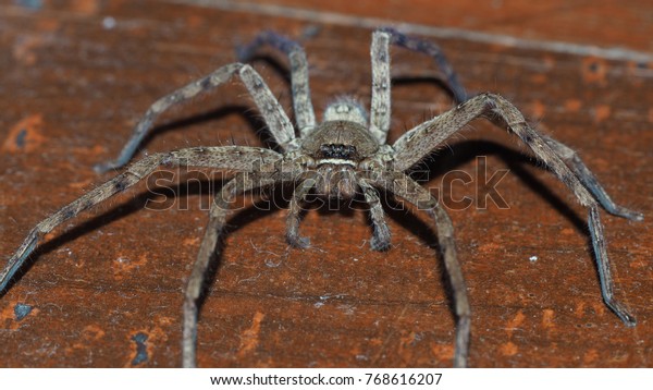 Huntsman Spider on the wood\
floor