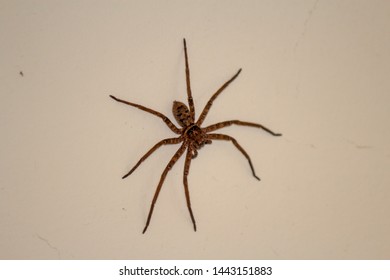 Huntsman Spider In Sindey Australia