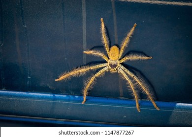 Huntsman Spider Sparassidae On A Car In Australia