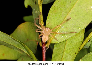 Huntsman Spider (Sparassidae) In Rainforest Habitat At Night.