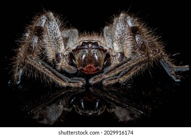 Huntsman Spider Taken In Western Australia