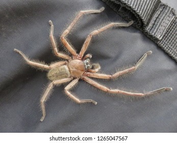 Huntsman Spider Tasmania Austalia Stock Photo 1265047567 | Shutterstock