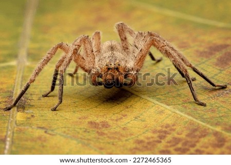 Huntsman Spider this name due to the speed and also known as the giant crab spider, due to the way they look.