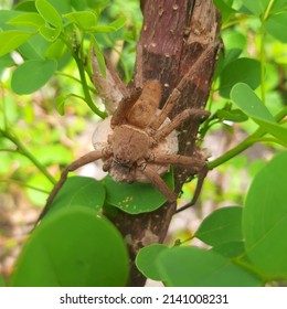 Huntsman Spidera Female Huntsman Spider Palystes Stock Photo 2141008231 ...