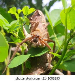 Huntsman Spidera Female Huntsman Spider Palystes Stock Photo 2141008253 ...