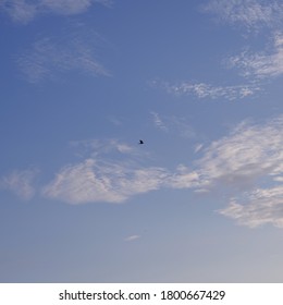 Huntsville, AL / USA - 8/13/2020: Mourning Dove Silhouette Flying Across The Morning Sky.                              