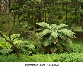 Hunua Ranges Park, New Zealand