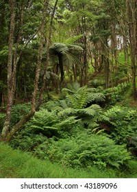 Hunua Ranges Park, New Zealand