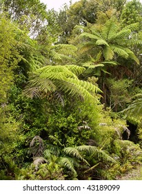 Hunua Ranges Park, New Zealand