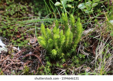 Huperzia Selago - Wild Plant.