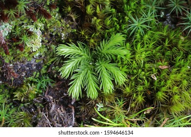 Huperzia Selago - Wild Plant.