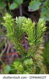 Huperzia Selago - Wild Plant.