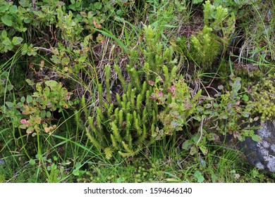 Huperzia Selago - Wild Plant.