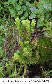 Huperzia Selago - Wild Plant.