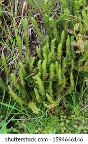 Huperzia Selago - Wild Plant.