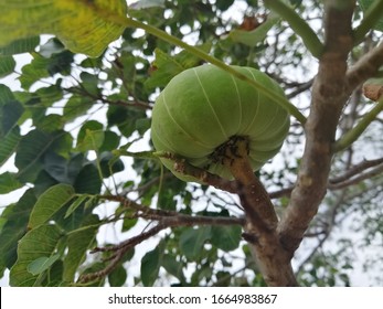 Hura Crepitan Also Known As Indonesian Umbrella And Sandbox Tree