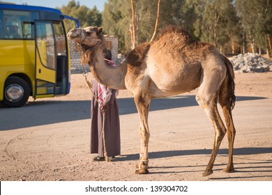 HURGHADA, EGYPT - APR 10: Unidentified Arabic Man With Camel On The Local Bus Station Near Hurghada On 10 Apr 2013. This Bus Station Is Tourist Attraction On The Way To Luxor.