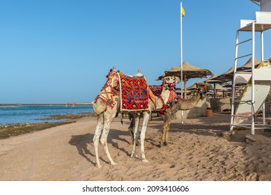 Hurghada, Egypt - June 01, 2021: Camel On A Sand Of Beach In Makadi Bay, Which One Of Egypt Beautiful Red Sea Riviera.