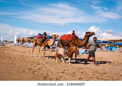 Hurghada, Egypt - October 17, 2021: Male Tour Guide Leads Camels And Ponies Along The Sea Beach Next To Vacationing Tourists